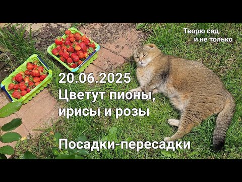 Видео: Творю сад. 20.06.2025. Цветут пионы, ирисы, розы. Посадки-пересадки растений.