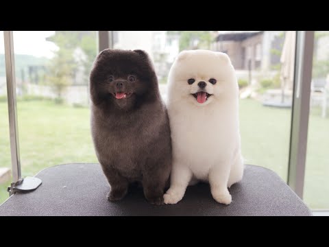 Видео: Выбирайте между двумя.