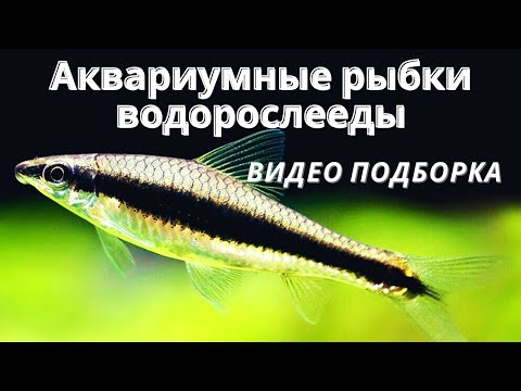 Видео: Аквариумные рыбки водорослееды - ТОП 7