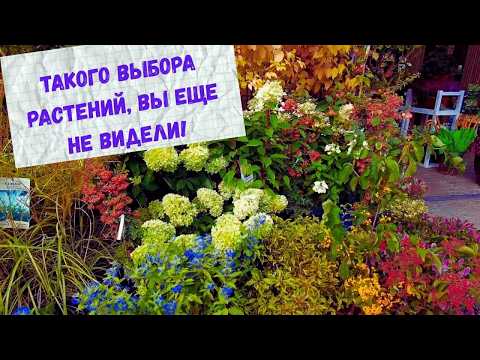 Видео: Польша! Такого выбора растений для сада, вы еще не видели! Обзор, цены на растения.