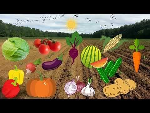 Видео: Заняття з ознайомлення з природним довкіллям "Дари Осені з городу"