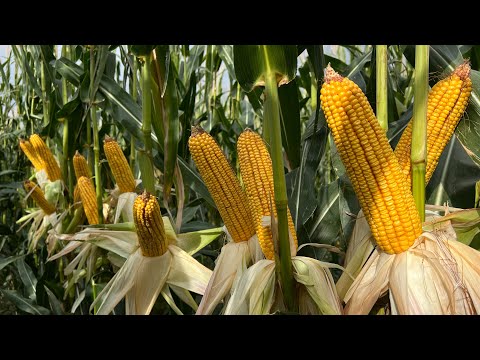 Видео: 🌽LG31642🌽 🏆19,5 т/га🏆 КХ Али, Саймасай🔥🔥🔥