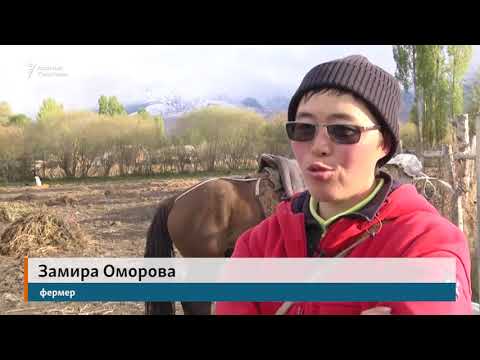 Видео: Программисттен малчылыкка өткөн Замира