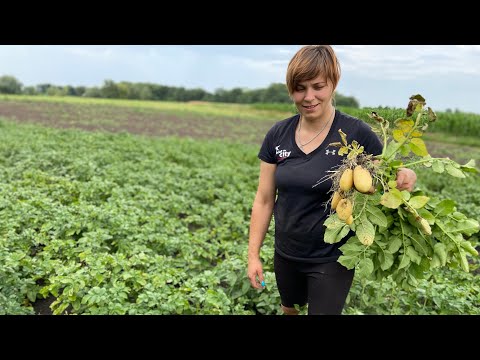 Видео: Скільки потрібно викопати кущів картоплі щоб наповнити відро