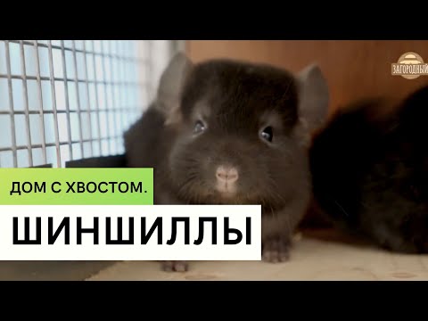 Видео: Шиншиллы \ Содержание в домашних условиях \ Дом с хвостом