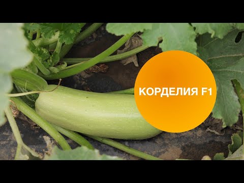 Видео: КОРДЕЛИЯ F1 | Овощная Усадьба