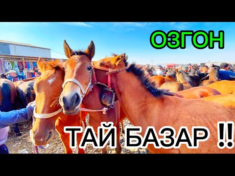 Видео: ОЗГОН ТАЙ БАЗАР 05.10.2025#памиртв #horse #атбазар #