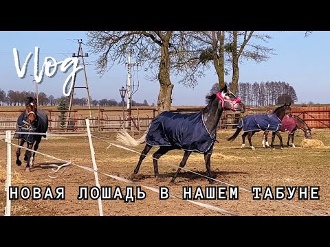 Видео: Новая лошадь в нашем ТАБУНЕ