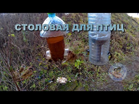 Видео: Кормушка для птиц 8 ноября 2025 года (01)