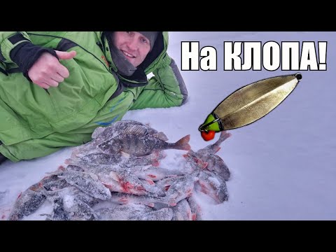 Видео: Думал сегодня "пролетим", а потом поставил Клопа и попёрло! Ловля окуня на блесну