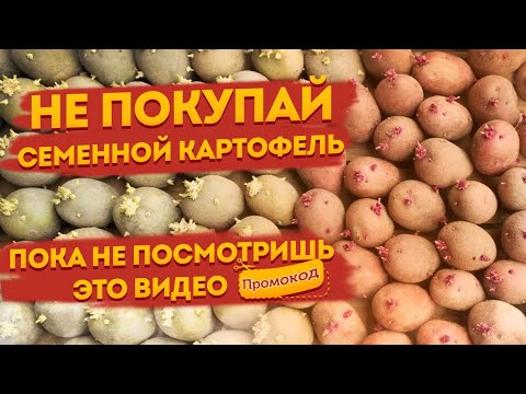 Видео: Доставка Семенного Картофеля Почтой и Курьером: что важно знать?!