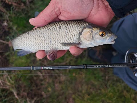 Видео: Разбиване на зимни кефали със силикон. Winter Chub fishing with soft baits.