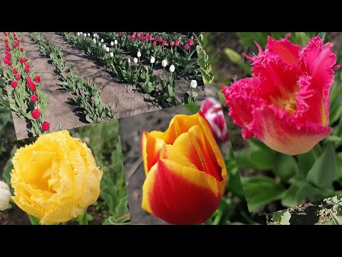 Видео: Выращивание тюльпанов после выгонки. #дача#сад#тюльпаныпослевыгонки#тюльпаны