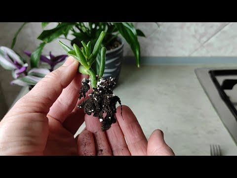 Видео: Крассула "Голум" | Укоренение черенком.