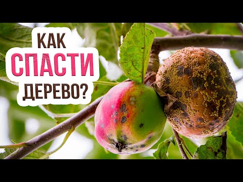 Видео: Монилиоз яблони: что это за болезнь и как лечить? Лечение плодовой гнили на яблоне