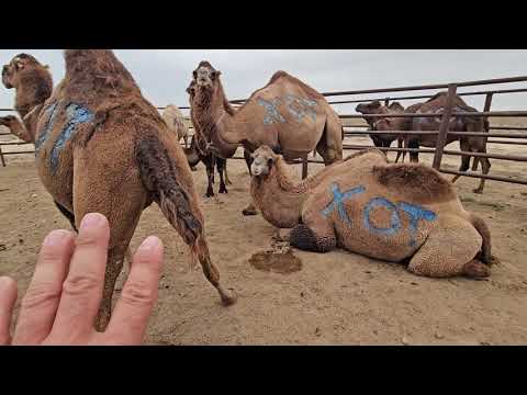 Видео: Түйелерді жинадық | бордақылар