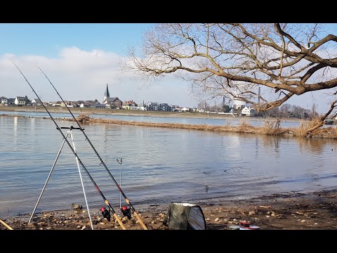 Видео: РЫБАЛКА В ГЕРМАНИИ! ФЕВРАЛЬ РАЗВЕДКА НА РЕКЕ РЕЙН!