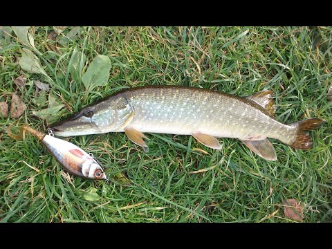 Видео: Щуки на джерк! Strike Pro Guppie и Poonton21 Cablista сделали рыбалку!