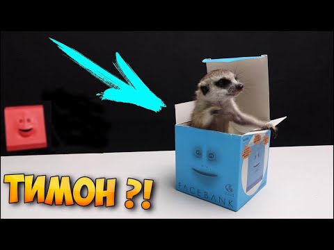 Видео: Разопаковам си суриката | Историята за истинския Тимон | Какво е да си имаш сурикат