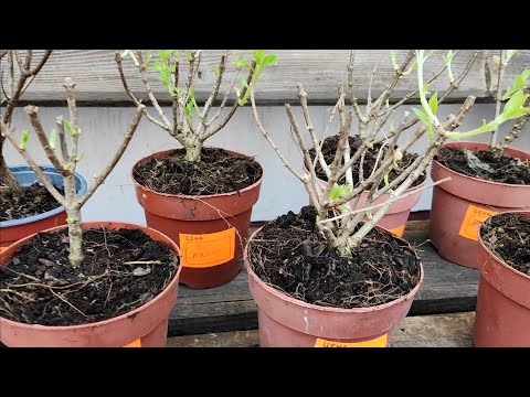 Видео: Пополнение коллекции гортезий 🌿Непросыпающаяся гортензия🍃 и как буду ее оживлять 🌿