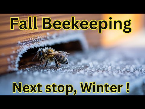 Видео: Последние шаги к зиме! Выживут ли мои пчёлы? 🐝