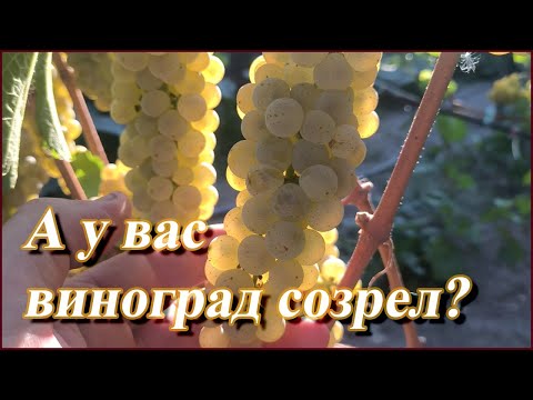 Видео: ВИНОГРАД ГОТОВ! Узнайте когда собирать урожай, чтобы получить ИДЕАЛЬНОЕ вино