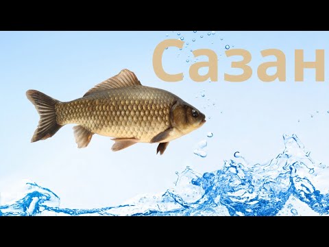 Видео: Балық өсіру сазан🐋🦈🐟