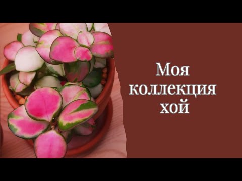 Видео: Хойи. Обзор моей коллекции 🌱