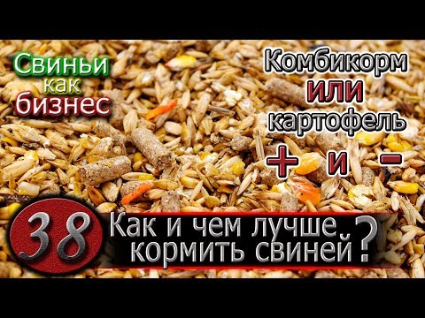 Видео: ВСЕ ВИДЫ КОРМЛЕНИЯ СВИНЕЙ