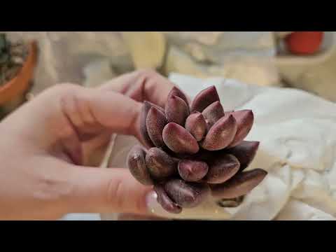 Видео: Распаковка суккулентов.  Разнообразие видов и размеров