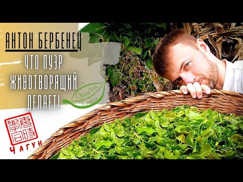 Видео: Антон Бербенец - Китай и китайцы /чайная энергия-Ци /пуэр и жизнь /чайные суеверия /чай для сильных!