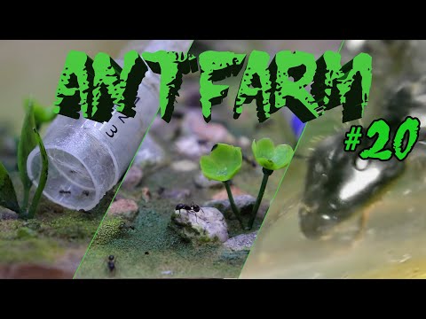 Видео: Муравьиная ферма #20. Вагусы под микроскопом. Заселение Лазиусов и Жнецов в новые формикарии.