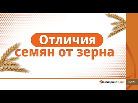 Видео: Озимые PRO. Отличие семян от зерна