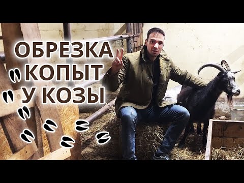 Видео: Как правильно обрезать копыта козам? | Обрезка и расчистка копыт козам