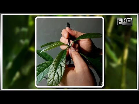 Видео: Как вырастить Авокадо из косточки дома (часть 4)