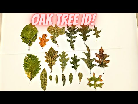 Видео: Руководство по определению дубов: более 20 видов