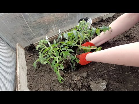 Видео: ЖАЛЕЮ, что РАНЬШЕ НЕ добавляла в лунку к ТОМАТАМ Теперь выращиваю ТОЛЬКО ТАК! Удивительный результат