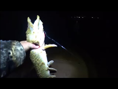 Видео: Ловим бешеных налимов на водозаборе ПЯКУПУРА!!!!