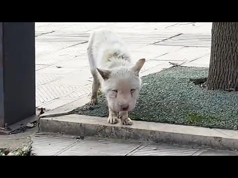Видео: Шея бездомной собаки была задушена, голова опухла и она не могла поднять голову