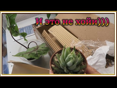 Видео: Последняя распаковка растений в этом сезоне