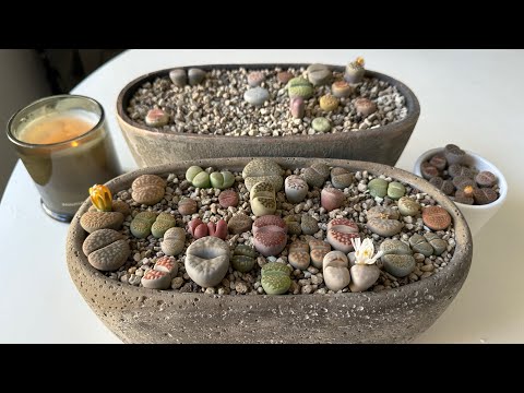 Видео: Литопсы/ Lithops. Мода на общую посадку. Мои рекомендации. 28.10.24