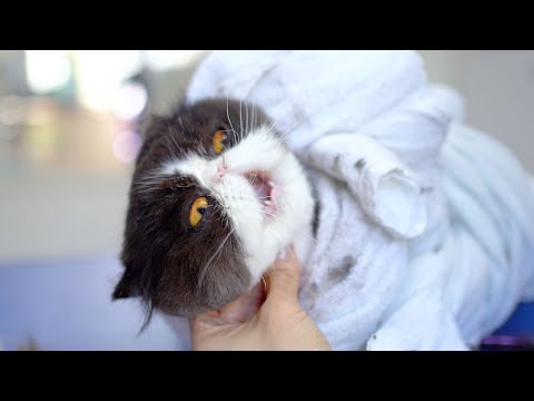 Видео: Не смотрите это видео, если вам не нравятся страшилки😻🛁✂️❤️ Мило, но страшно!!