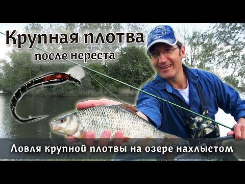 Видео: НАХЛЫСТ: Крупная плотва на мушку? А почему бы и нет! Ловля плотвы в мае после нереста