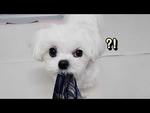 Видео: Я рассказал о ОО щенку, который попал в аварию.