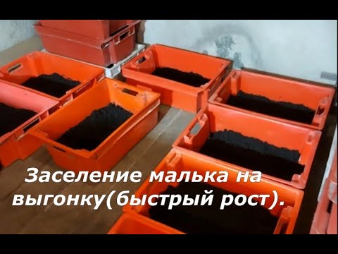 Видео: Заселение малька на выгонку, быстрый рост.