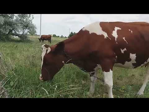 Видео: Золушка, Рябина и маленькая Мира