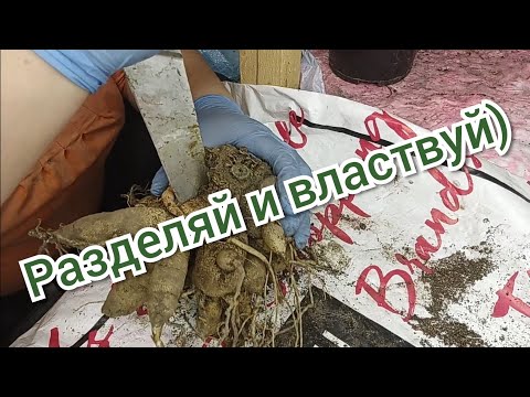 Видео: Как и зачем делить клубни георгин 🌸🌸🌸