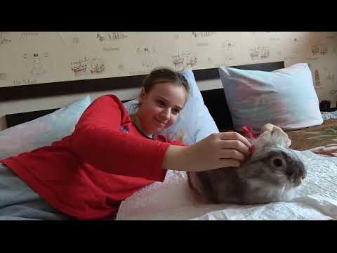 Видео: Я сегодня в окружении Миленьких