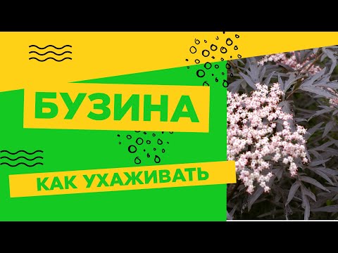 Видео: Бузина - очень неприхотливое декоративное растение!!!