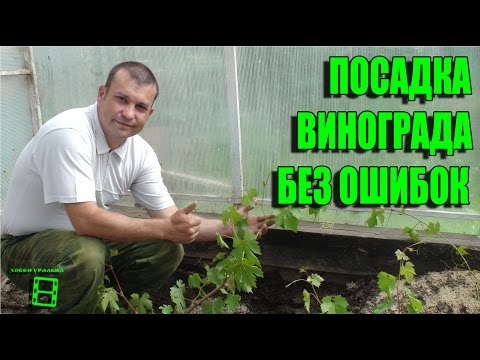 Видео: ПРОВЕРЕННЫЙ СПОСОБ ПОСАДКИ ВИНОГРАДА. ОШИБКИ ПРИ ПОСАДКЕ САЖЕНЦЕВ. СЕВЕРНЫЙ ВИНОГРАДНИК С "0"